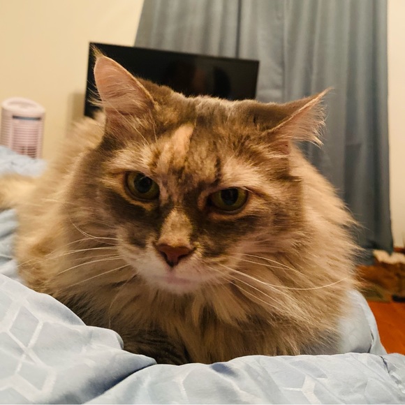 Meet your Posher, Dakota - Picture 2 of 2